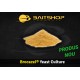 Brocacel® Yeast Culture 1kg,  - baitshop